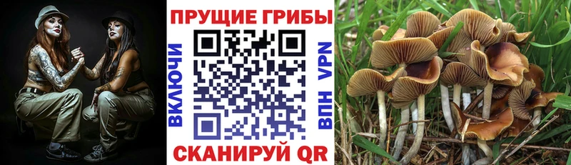 Псилоцибиновые грибы ЛСД  цена   Алдан 